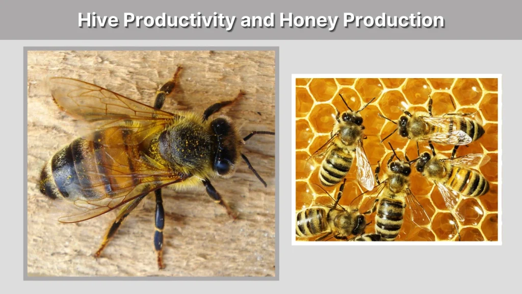 Hive Productivity and Honey Production