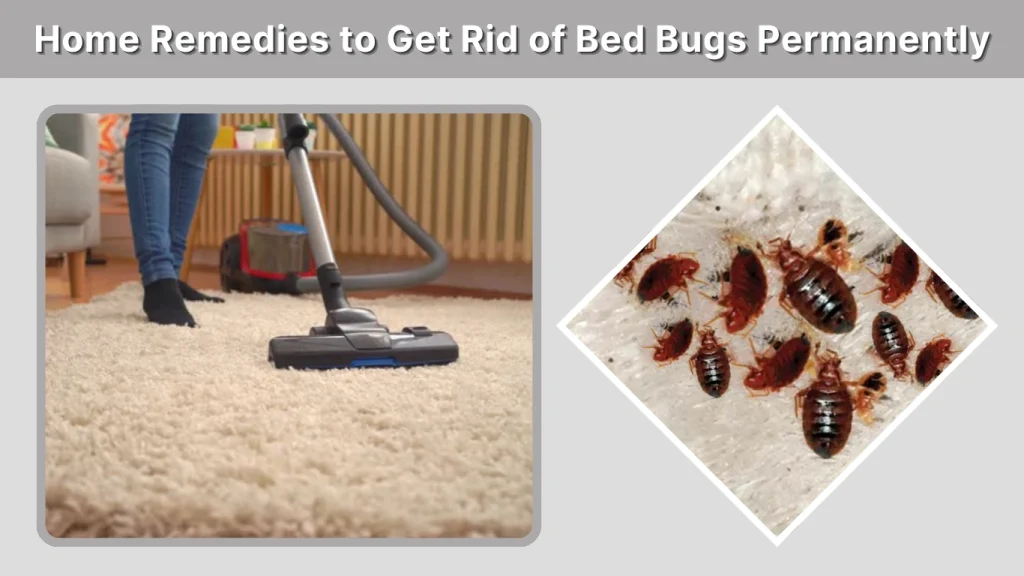 Home Remedies to Get Rid of Bed Bugs Permanently