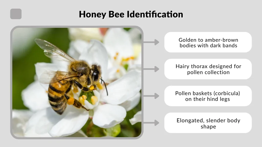 Honey Bee Identification