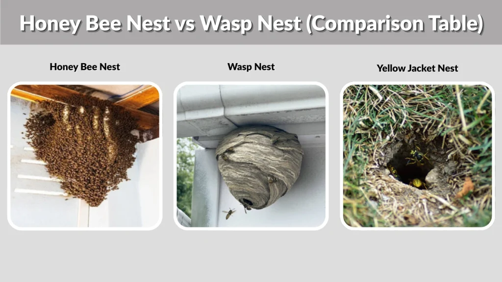 Honey Bee Nest vs Wasp Nest (Comparison Table)