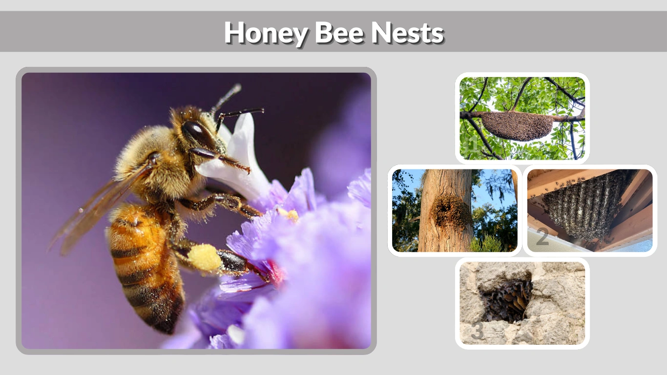 Honey Bee Nests Identification, Locations & Removal Guide