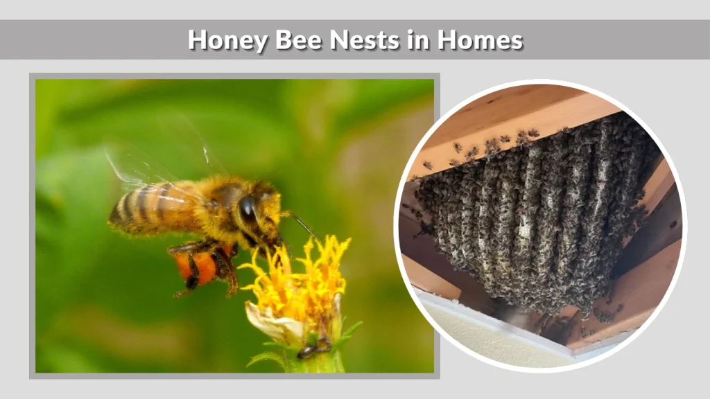 Honey Bee Nests in Homes