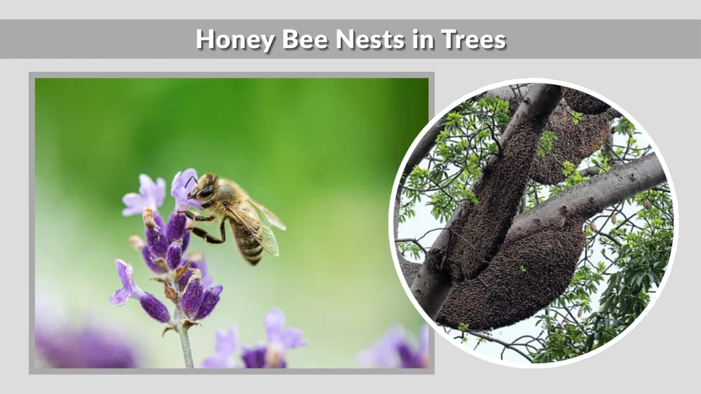 Honey Bee Nests in Trees