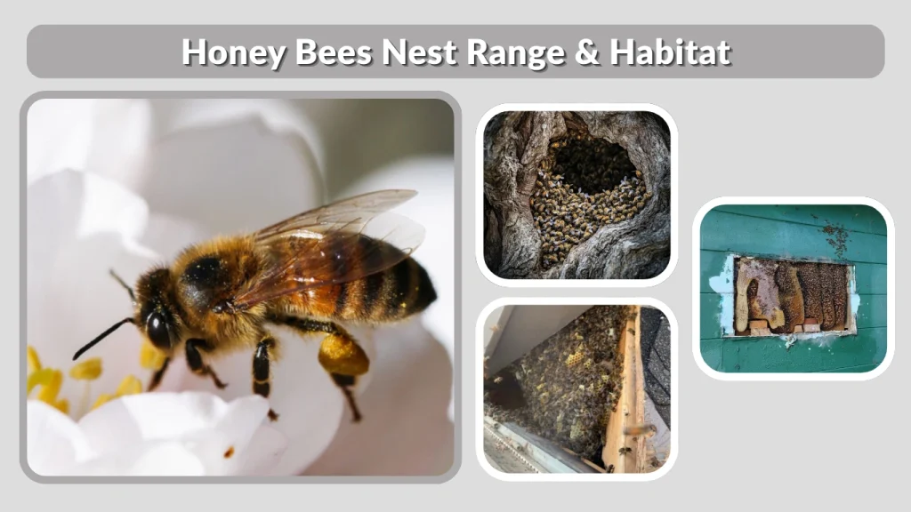 Honey Bees Nest Range & Habitat