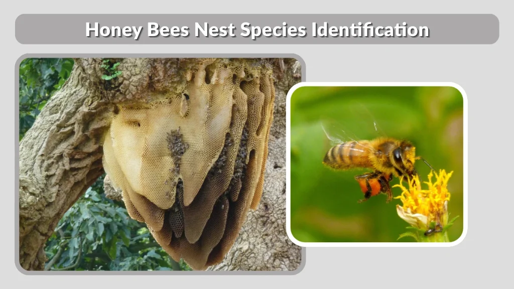 Honey Bees Nest Species Identification