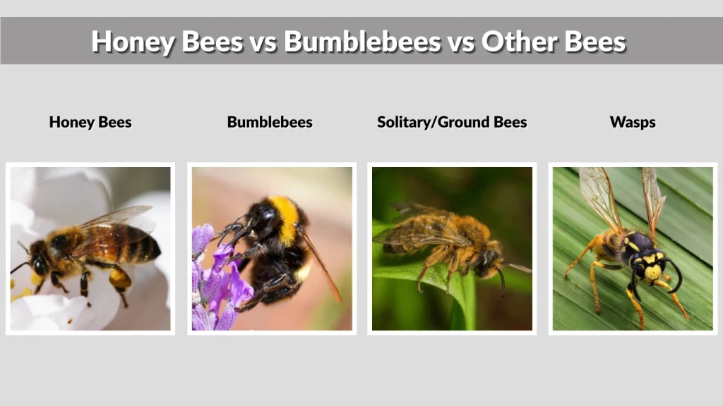 Honey Bees vs Bumblebees vs Other Bees