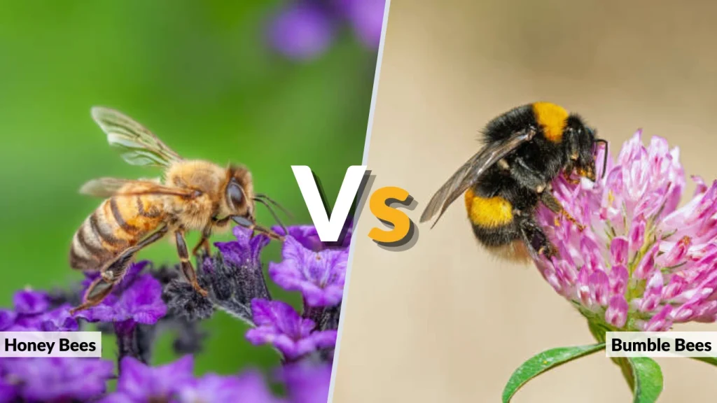 Honey Bees vs. Bumble Bees