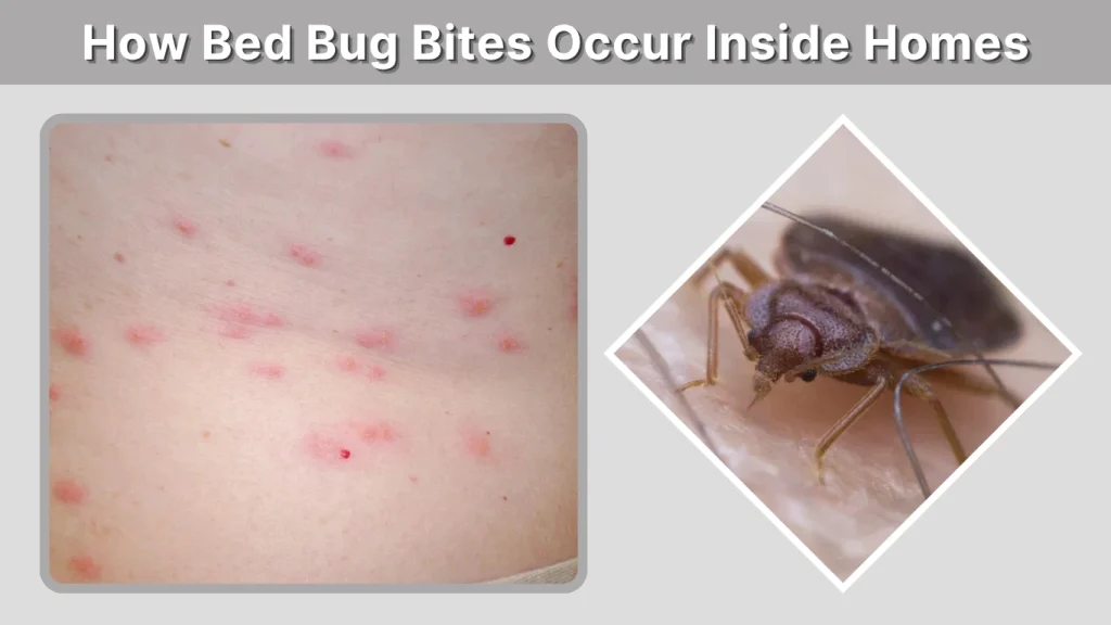 How Bed Bug Bites Occur Inside Homes
