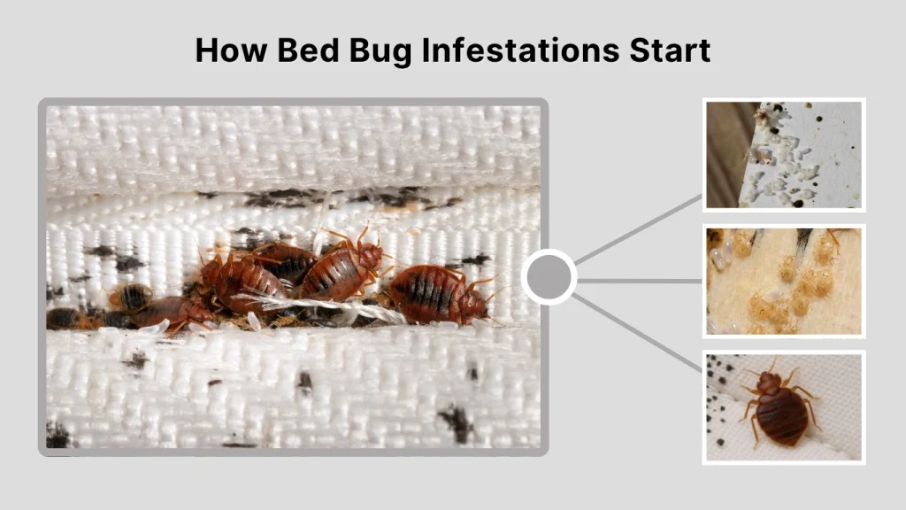 How Bed Bug Infestations Start