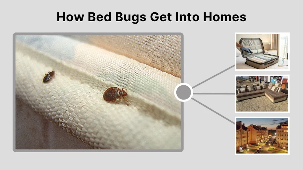 How Bed Bugs Get Into Homes