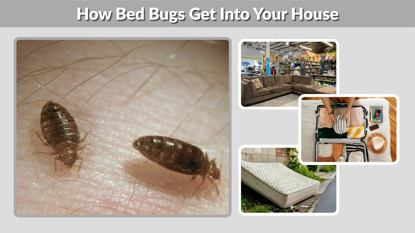 How Bed Bugs Get Into Your House and How to Stop Them 