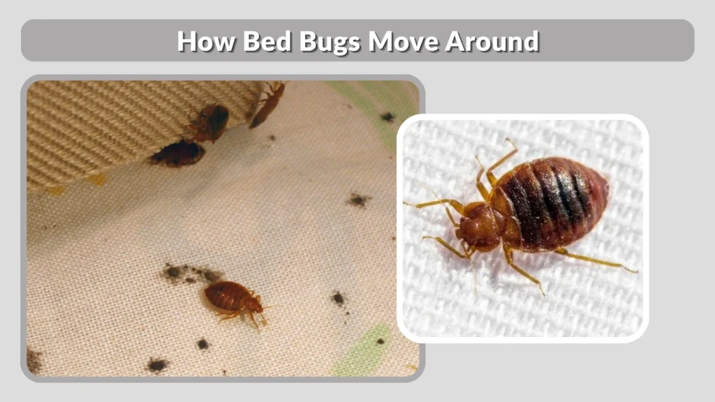 How Bed Bugs Move Around