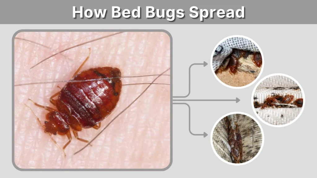 How Bed Bugs Spread