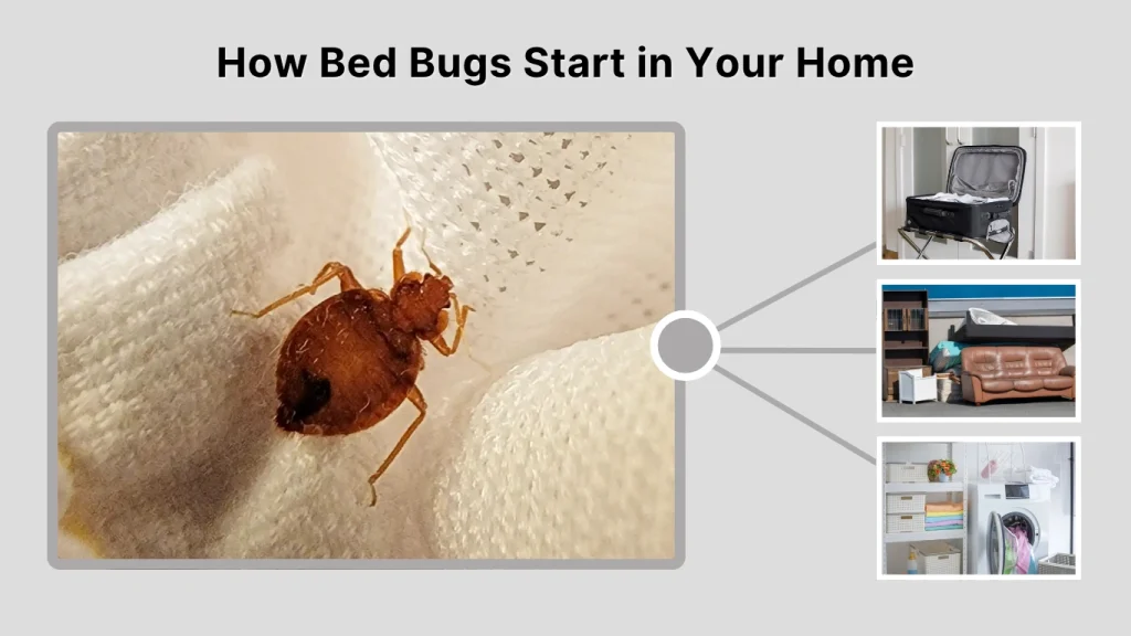 How Bed Bugs Start in Your Home