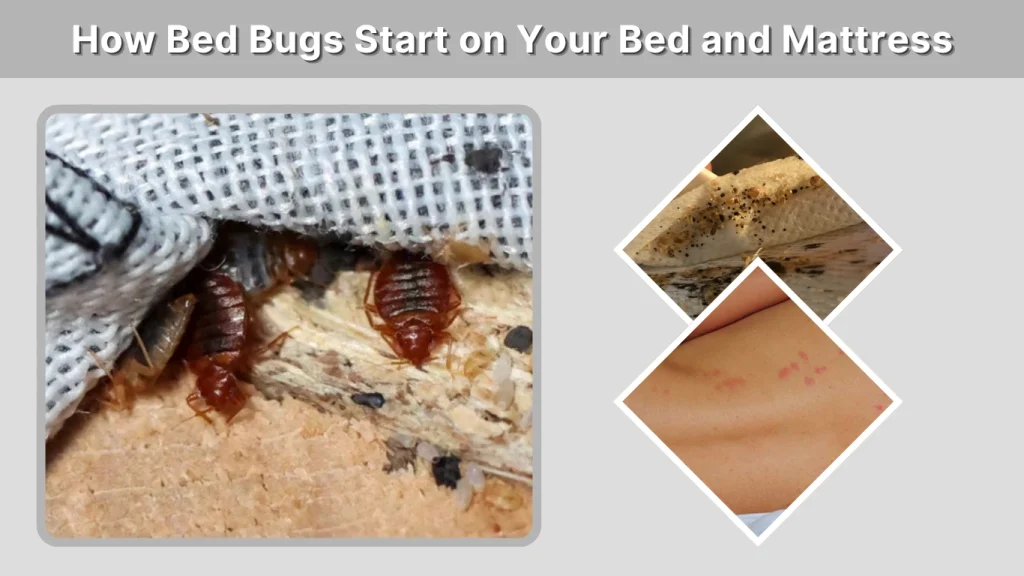 How Bed Bugs Start on Your Bed and Mattress
