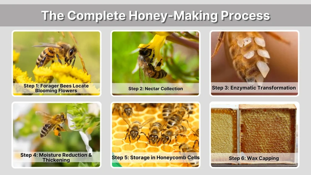 The Complete Honey-Making Process
