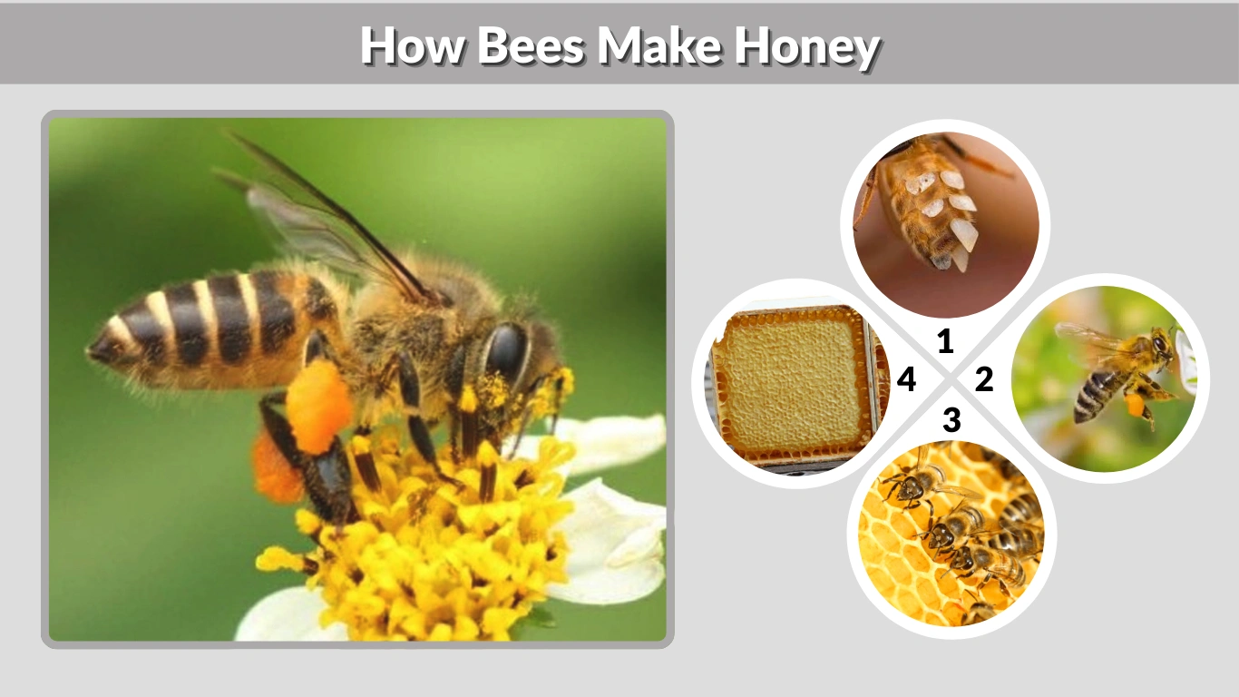How Bees Make Honey Complete Process Explained Simply