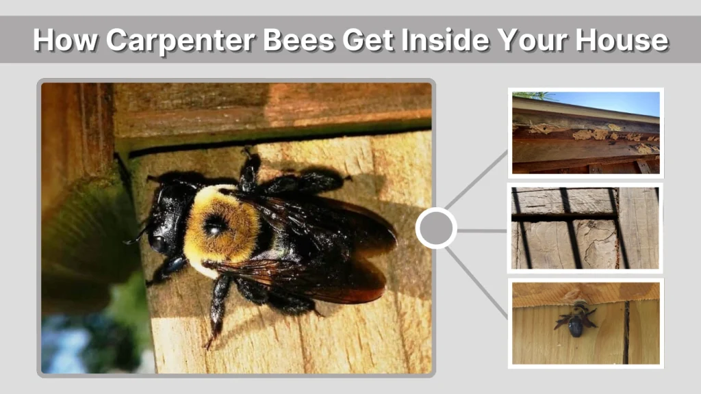 How Carpenter Bees Get Inside Your House