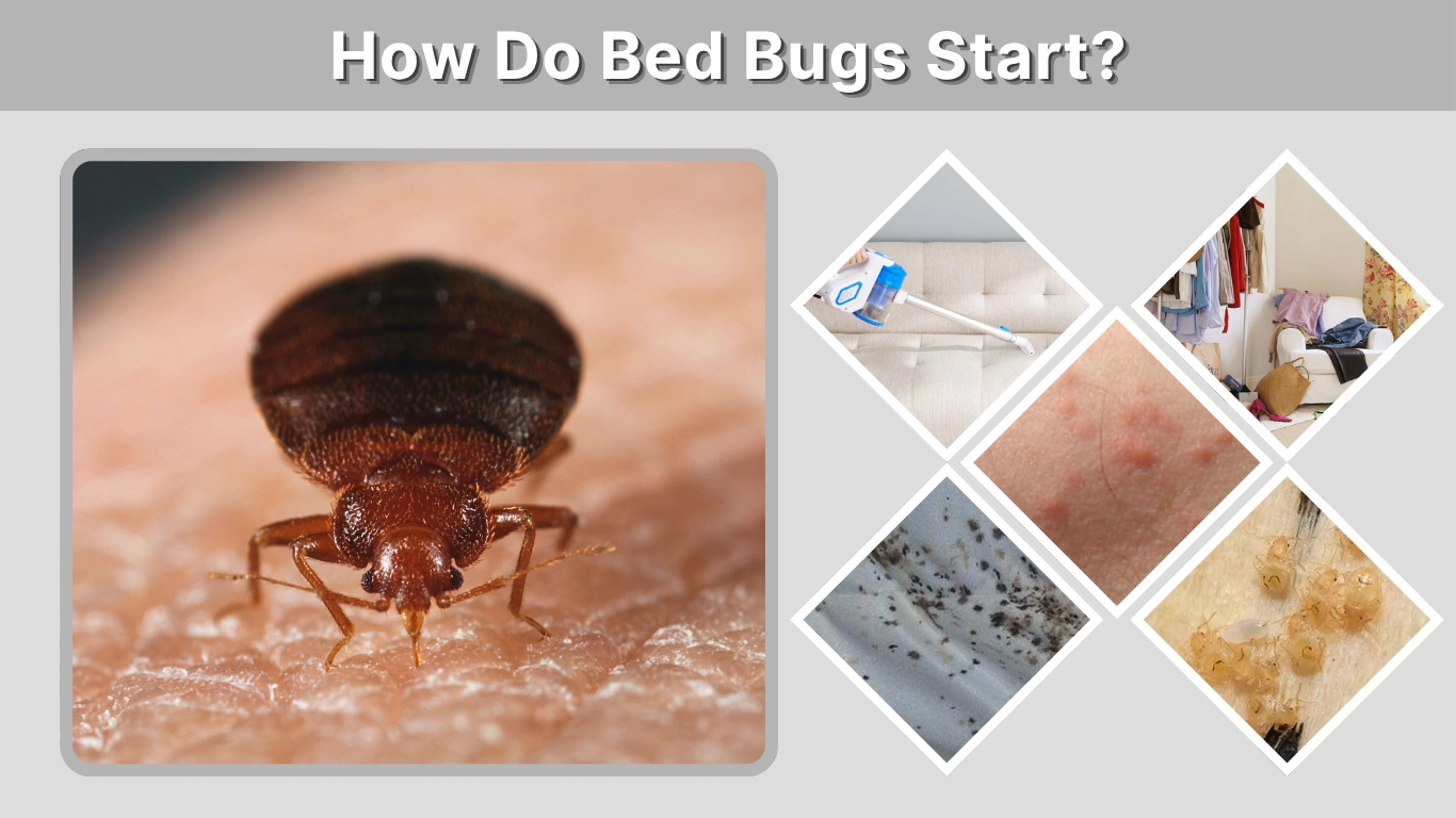 How Do Bed Bugs Start Causes, Early Signs, and Infestation Growth