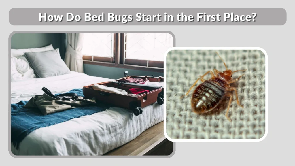 How Do Bed Bugs Start in the First Place