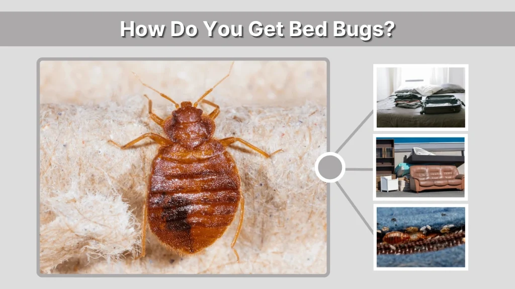 How Do You Get Bed Bugs