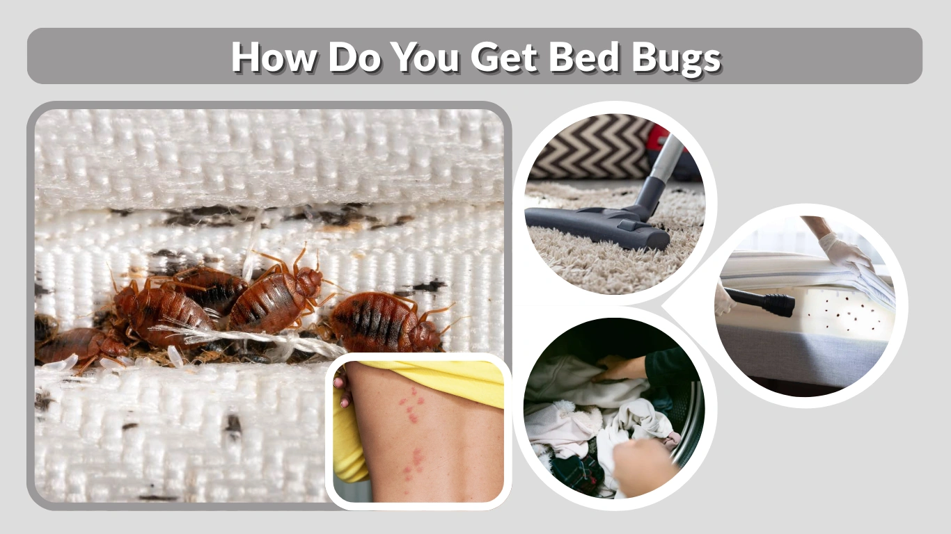 How Do You Get Bed Bugs Complete Guide to Prevention and Treatment