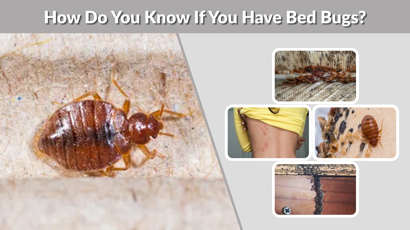 How Do You Know If You Have Bed Bugs