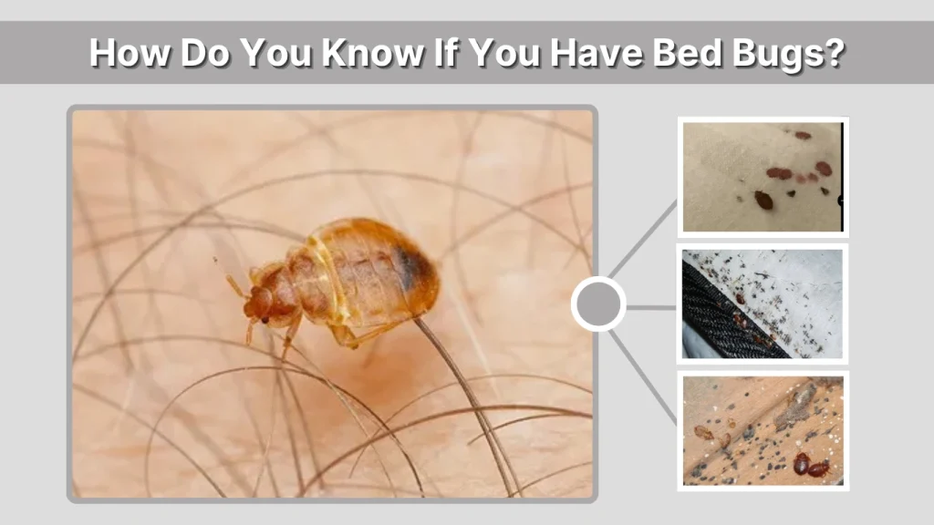 How Do You Know If You Have Bed Bugs