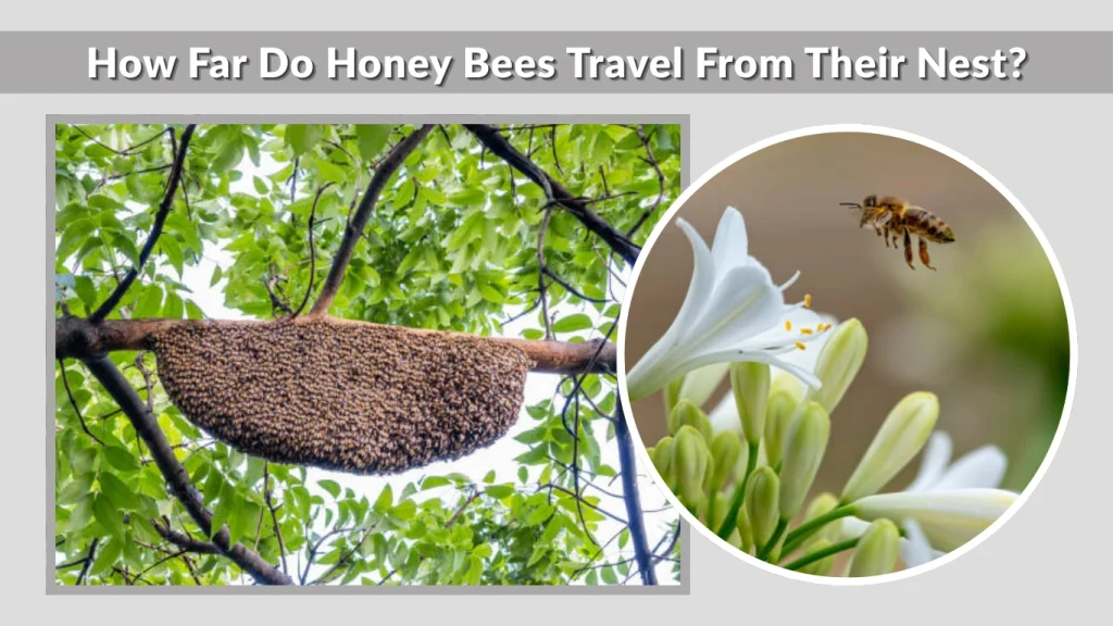 How Far Do Honey Bees Travel From Their Nest