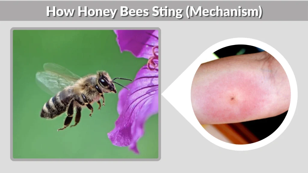 How Honey Bees Sting (Mechanism)