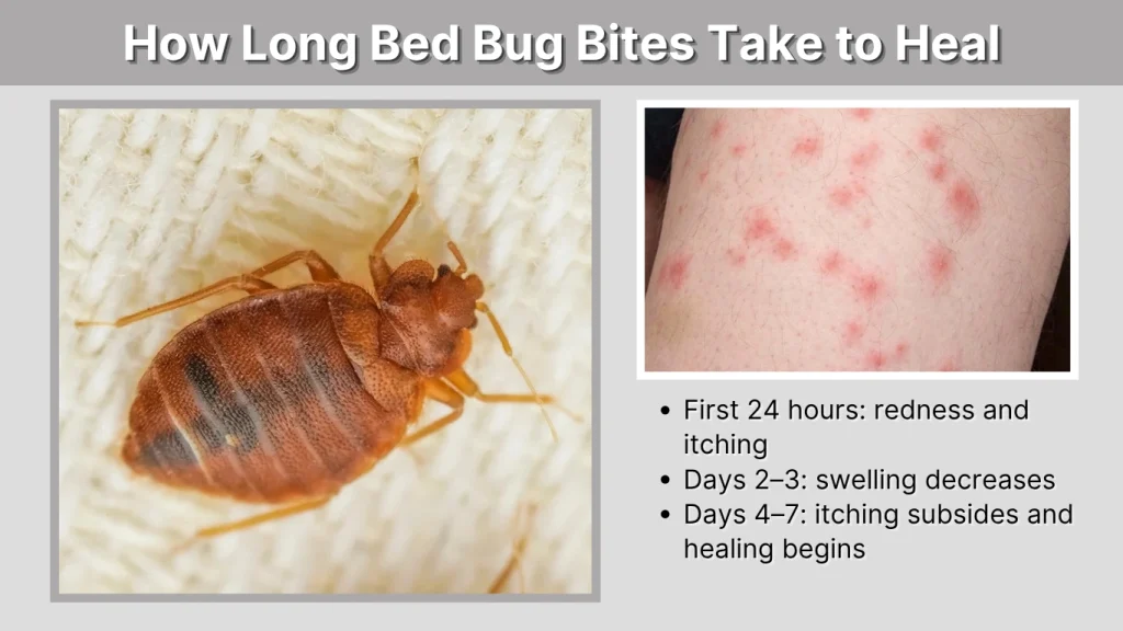 How Long Bed Bug Bites Take to Heal