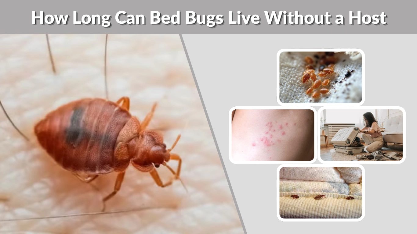 How Long Can Bed Bugs Live Without a Host