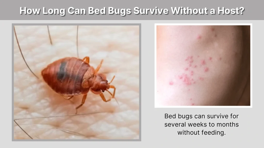 How Long Can Bed Bugs Survive Without a Host