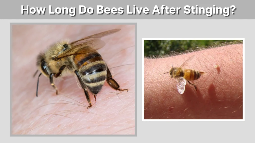 How Long Do Bees Live After Stinging
