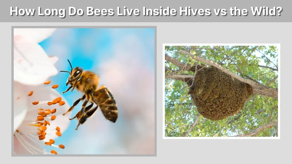 How Long Do Bees Live Inside Hives vs the Wild