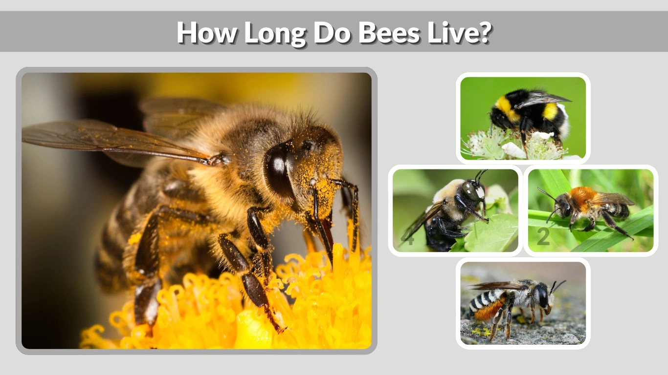 How Long Do Bees Live Lifespans of Every Bee Species Explained