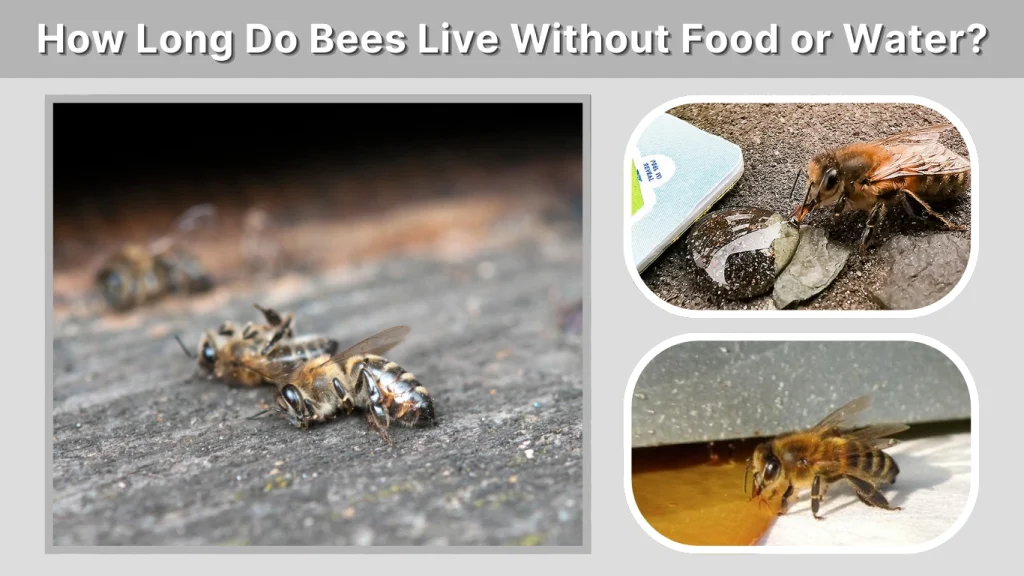 How Long Do Bees Live Without Food or Water