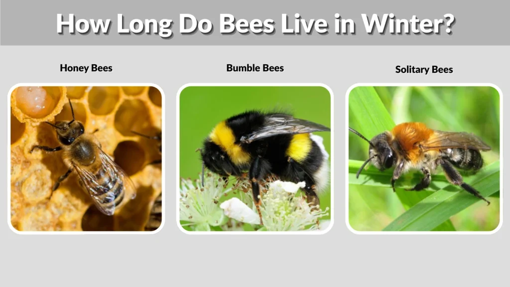 How Long Do Bees Live in Winter