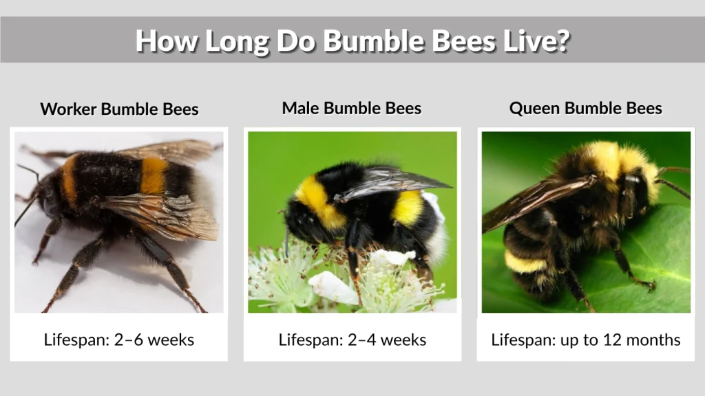 How Long Do Bumble Bees Live