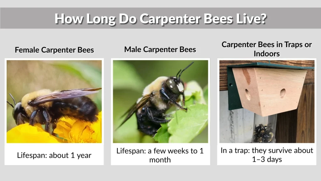 How Long Do Carpenter Bees Live