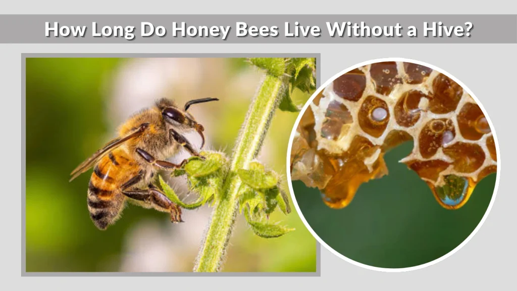 How Long Do Honey Bees Live Without a Hive