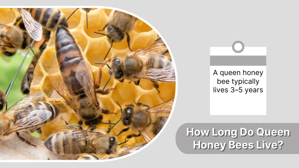 How Long Do Queen Honey Bees Live