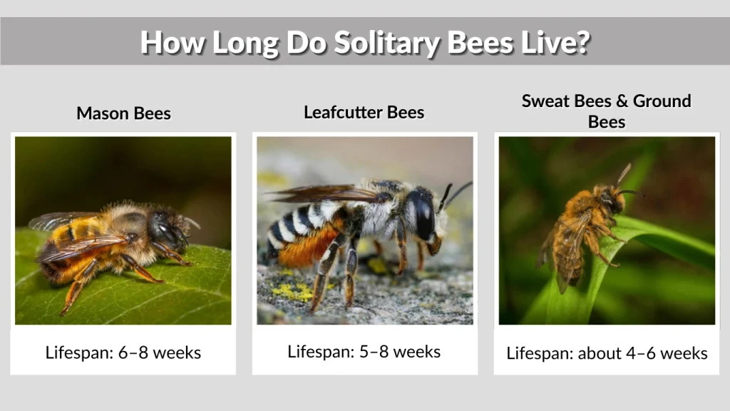 How Long Do Solitary Bees Live