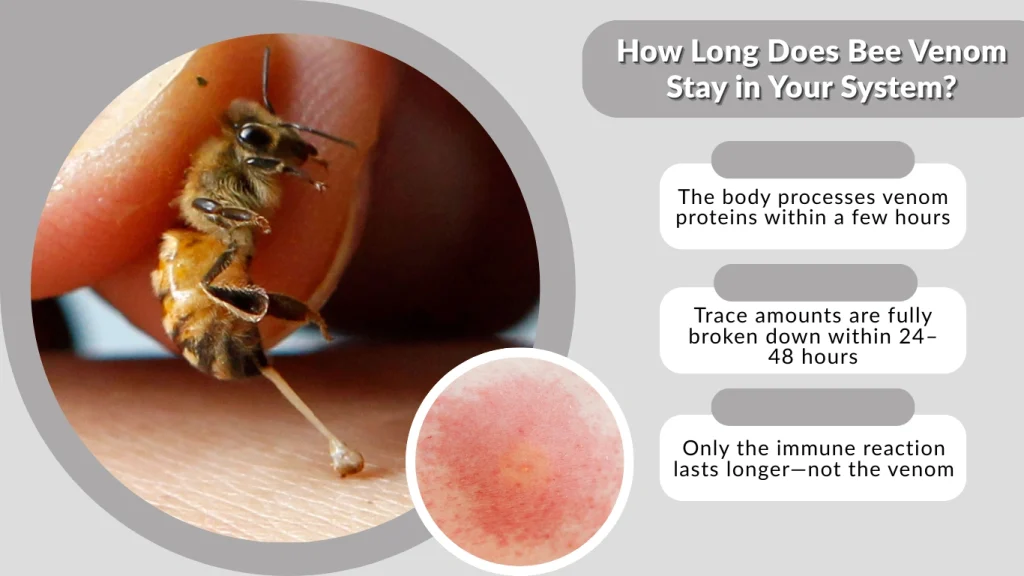 How Long Does Bee Venom Stay in Your System