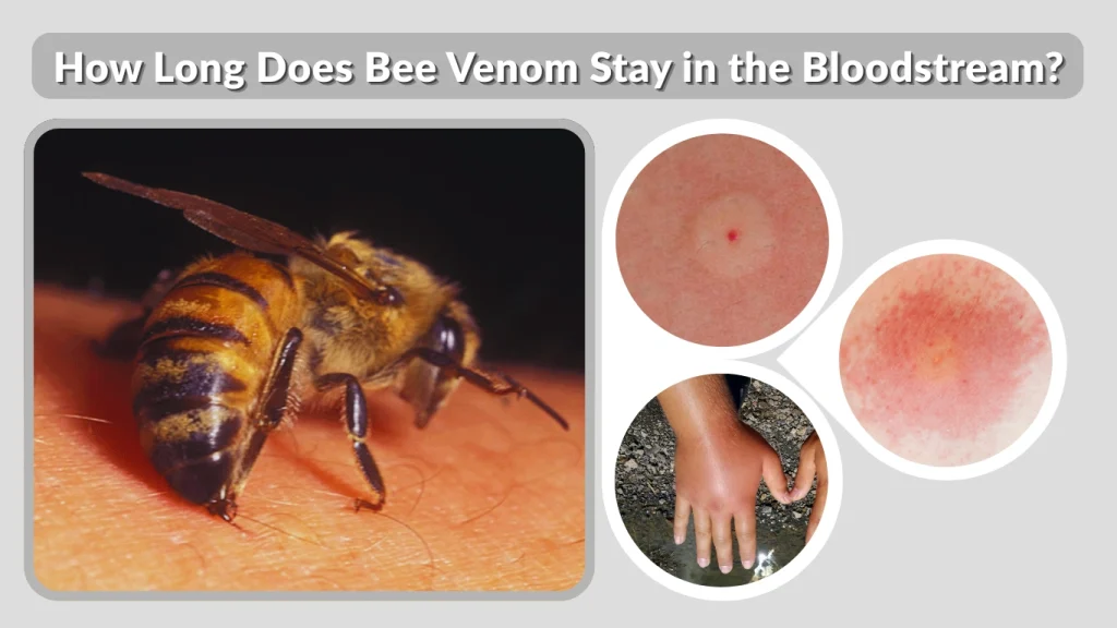 How Long Does Bee Venom Stay in the Bloodstream