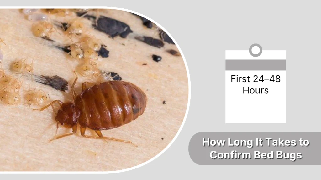 How Long It Takes to Confirm Bed Bugs