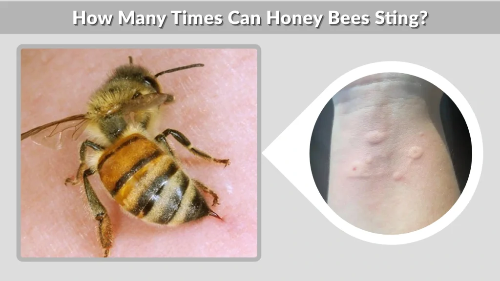 How Many Times Can Honey Bees Sting