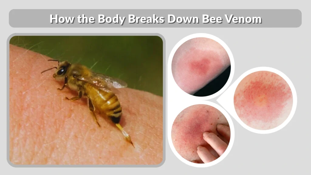 How the Body Breaks Down Bee Venom