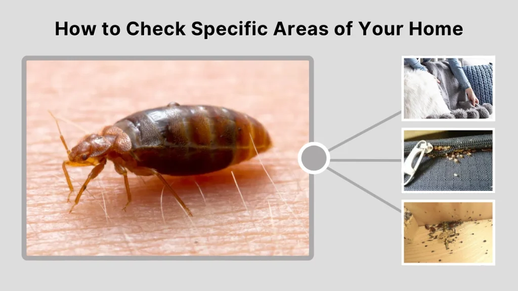 How to Check Specific Areas of Your Home