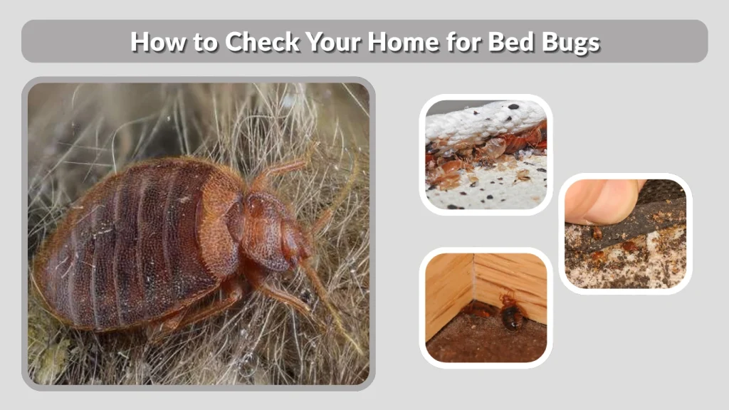 How to Check Your Home for Bed Bugs